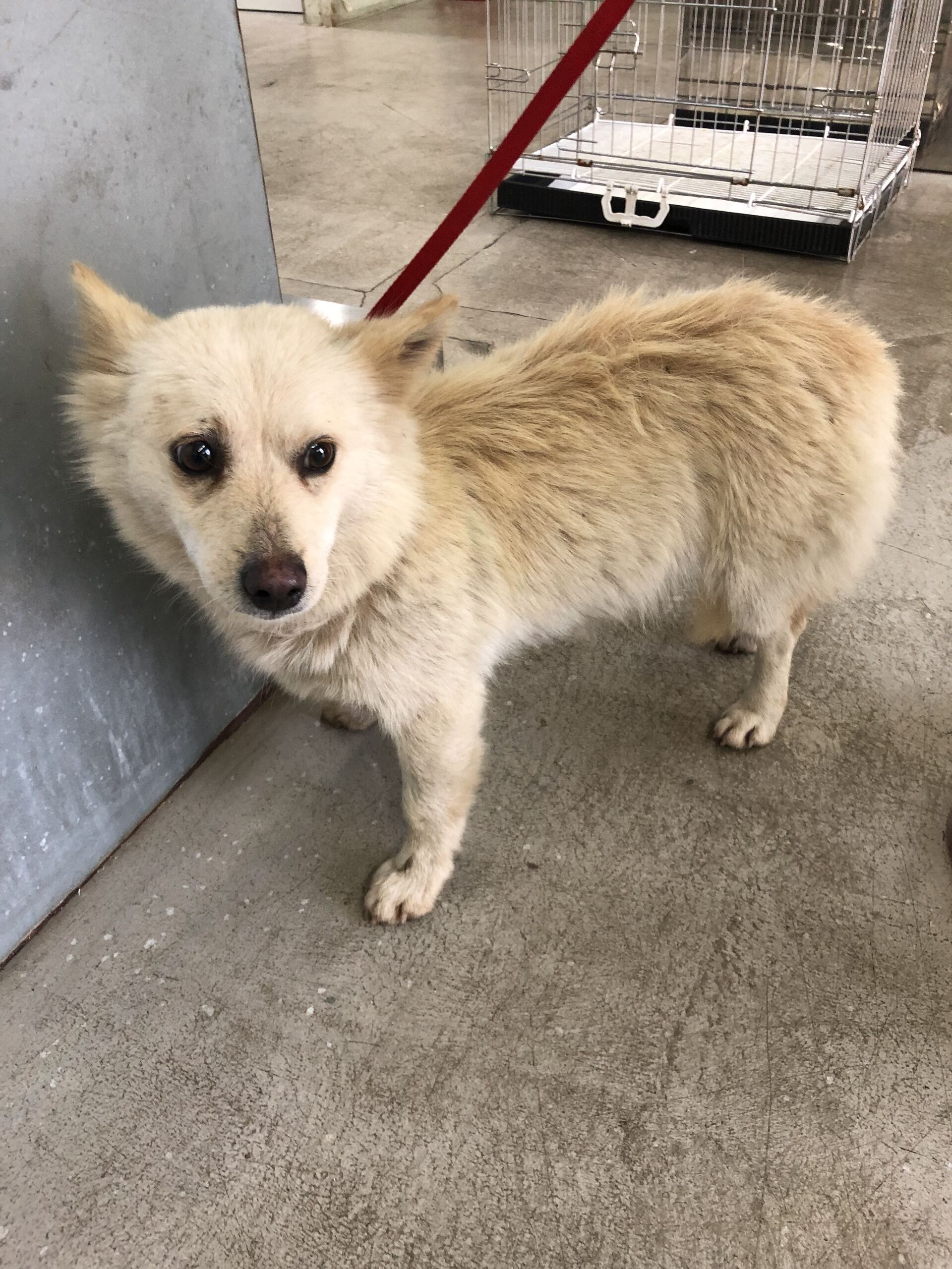 디디동물병원_428357202501560